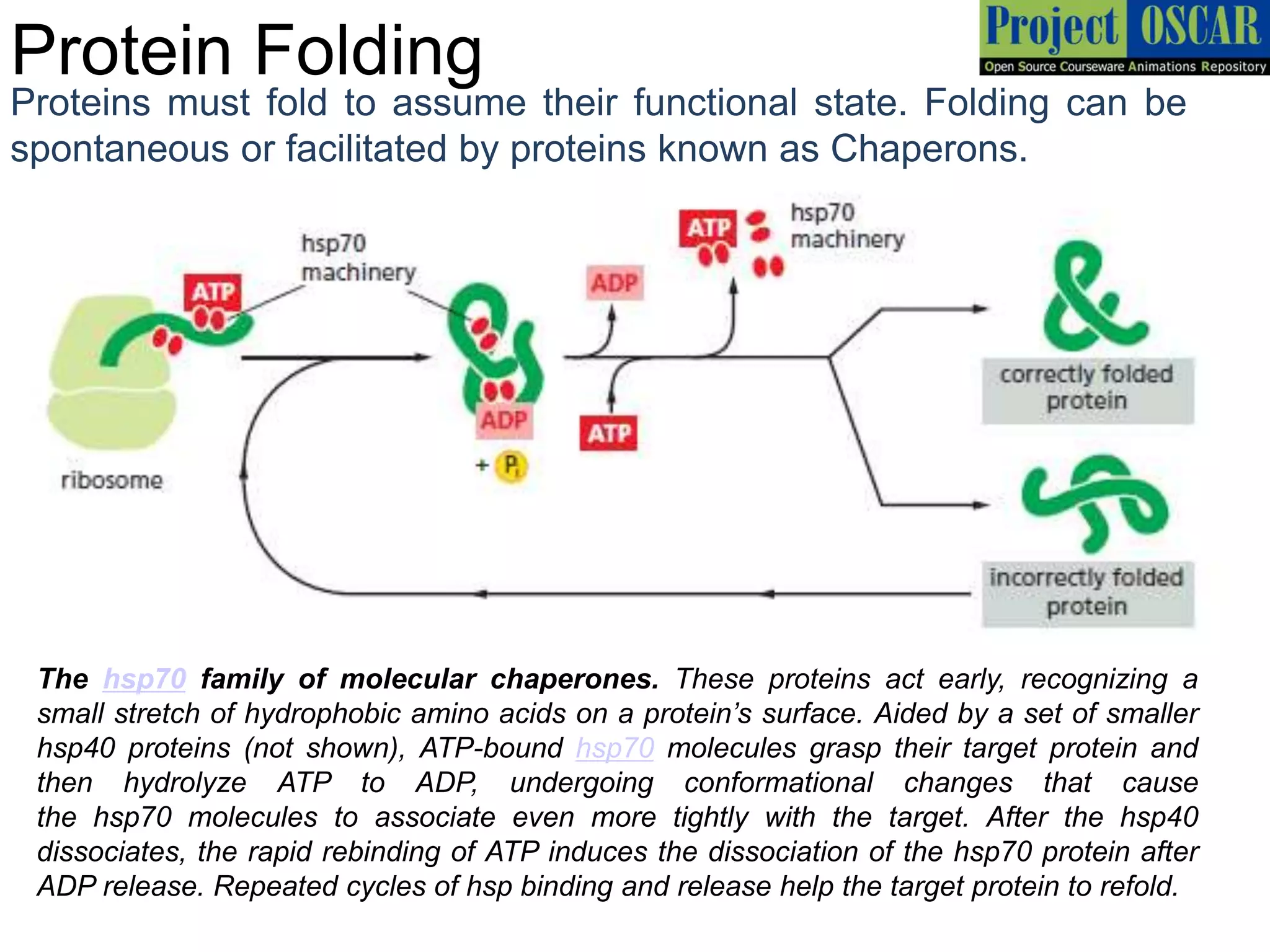 Protein Folding
Proteins must fold to assume their functional state. Folding can be
spontaneous or facilitated by proteins known as Chaperons.
The hsp70 family of molecular chaperones. These proteins act early, recognizing a
small stretch of hydrophobic amino acids on a protein’s surface. Aided by a set of smaller
hsp40 proteins (not shown), ATP-bound hsp70 molecules grasp their target protein and
then hydrolyze ATP to ADP, undergoing conformational changes that cause
the hsp70 molecules to associate even more tightly with the target. After the hsp40
dissociates, the rapid rebinding of ATP induces the dissociation of the hsp70 protein after
ADP release. Repeated cycles of hsp binding and release help the target protein to refold.
 
