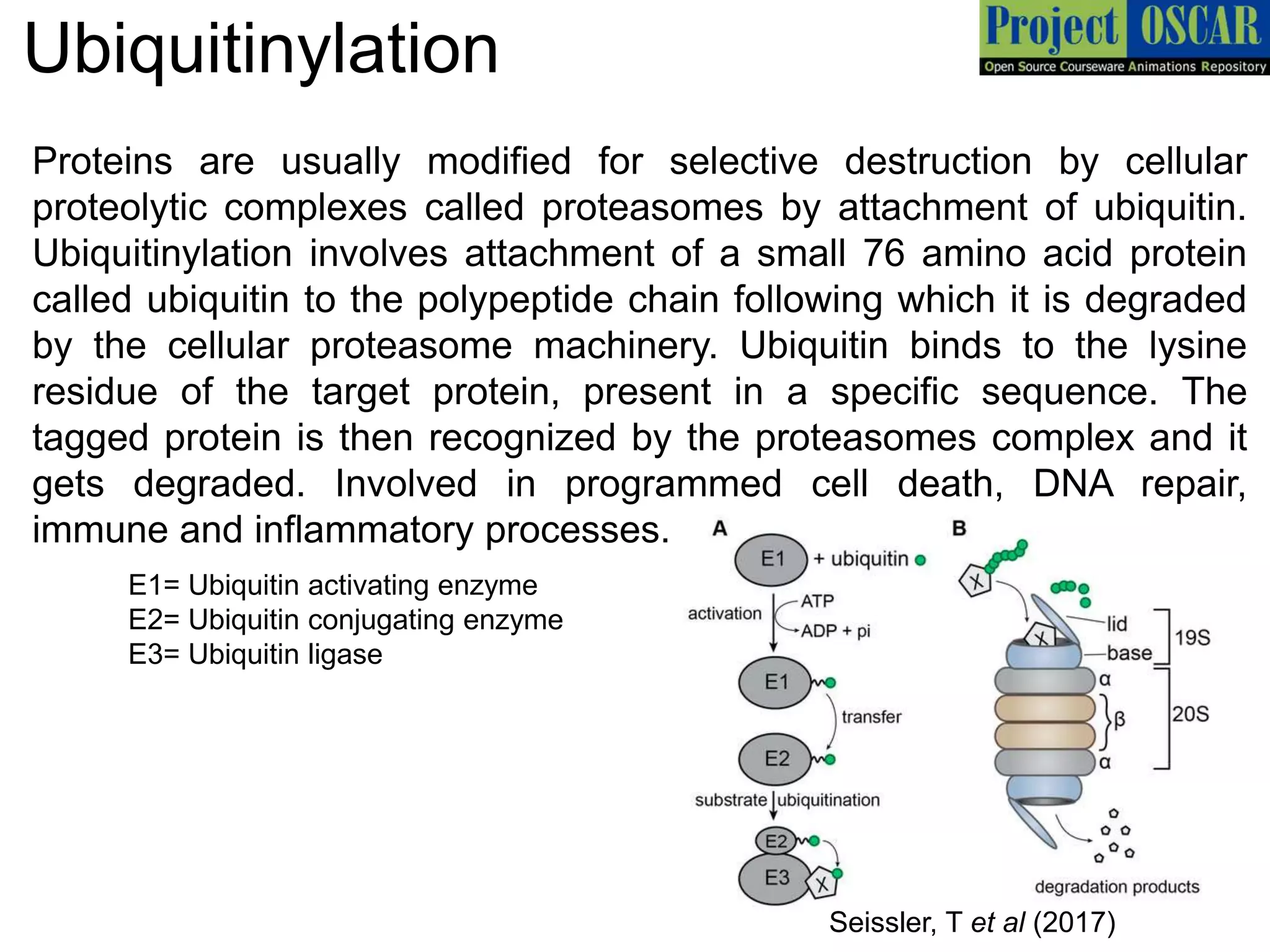 Ubiquitinylation
Proteins are usually modified for selective destruction by cellular
proteolytic complexes called proteasomes by attachment of ubiquitin.
Ubiquitinylation involves attachment of a small 76 amino acid protein
called ubiquitin to the polypeptide chain following which it is degraded
by the cellular proteasome machinery. Ubiquitin binds to the lysine
residue of the target protein, present in a specific sequence. The
tagged protein is then recognized by the proteasomes complex and it
gets degraded. Involved in programmed cell death, DNA repair,
immune and inflammatory processes.
E1= Ubiquitin activating enzyme
E2= Ubiquitin conjugating enzyme
E3= Ubiquitin ligase
Seissler, T et al (2017)
 