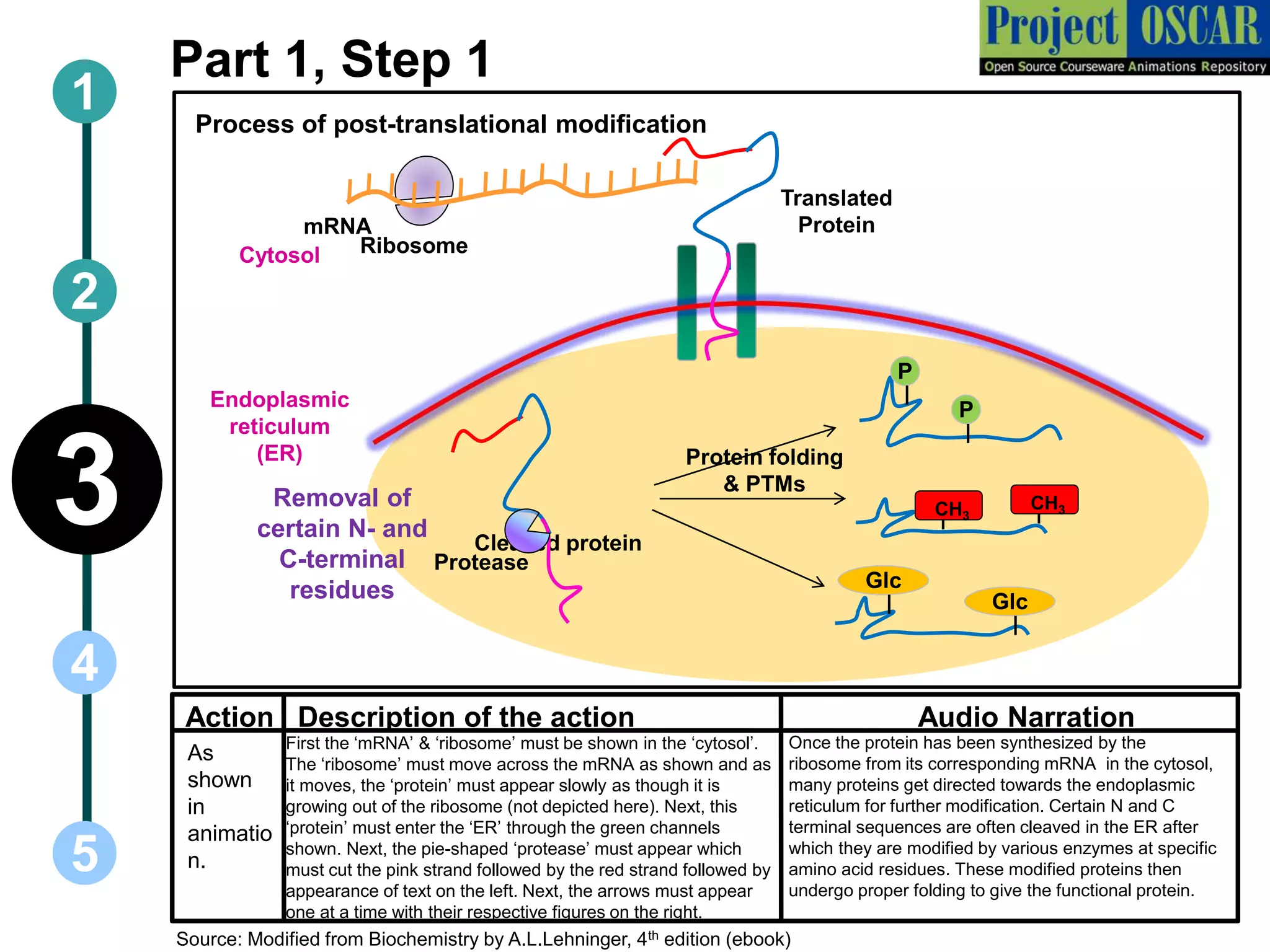 1
5
3
2
4
Part 1, Step 1
Process of post-translational modification
Cytosol
Endoplasmic
reticulum
(ER)
P
P
Glc
Glc
CH3CH3
Cleaved protein
Protein folding
& PTMs
mRNA
Ribosome
Protease
Removal of
certain N- and
C-terminal
residues
As
shown
in
animatio
n.
First the ‘mRNA’ & ‘ribosome’ must be shown in the ‘cytosol’.
The ‘ribosome’ must move across the mRNA as shown and as
it moves, the ‘protein’ must appear slowly as though it is
growing out of the ribosome (not depicted here). Next, this
‘protein’ must enter the ‘ER’ through the green channels
shown. Next, the pie-shaped ‘protease’ must appear which
must cut the pink strand followed by the red strand followed by
appearance of text on the left. Next, the arrows must appear
one at a time with their respective figures on the right.
Once the protein has been synthesized by the
ribosome from its corresponding mRNA in the cytosol,
many proteins get directed towards the endoplasmic
reticulum for further modification. Certain N and C
terminal sequences are often cleaved in the ER after
which they are modified by various enzymes at specific
amino acid residues. These modified proteins then
undergo proper folding to give the functional protein.
Action Description of the action Audio Narration
Translated
Protein
Source: Modified from Biochemistry by A.L.Lehninger, 4th edition (ebook)
 