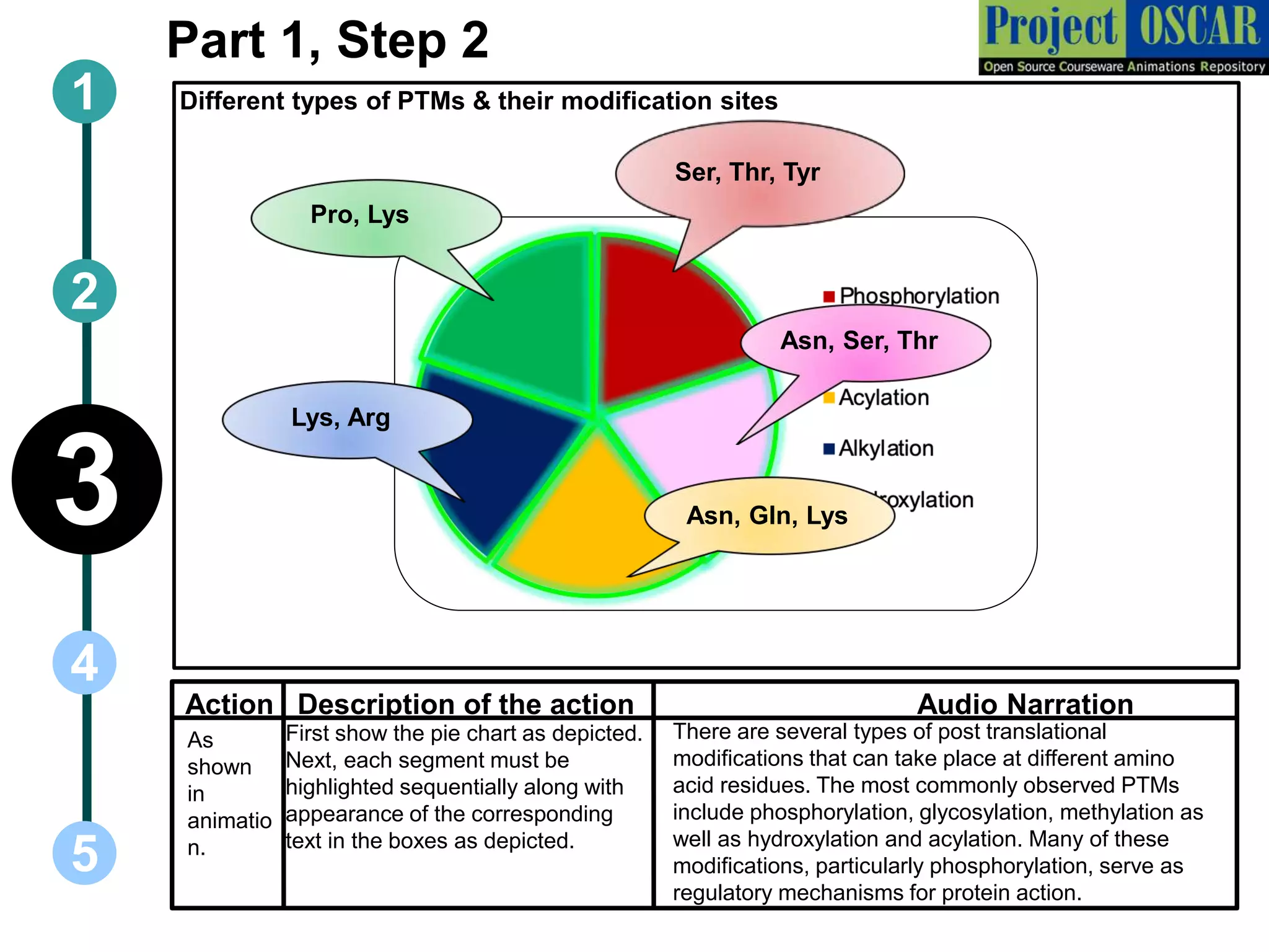 1
5
3
2
4
Part 1, Step 2
Different types of PTMs & their modification sites
Ser, Thr, Tyr
Asn, Ser, Thr
Asn, Gln, Lys
Lys, Arg
Pro, Lys
As
shown
in
animatio
n.
First show the pie chart as depicted.
Next, each segment must be
highlighted sequentially along with
appearance of the corresponding
text in the boxes as depicted.
There are several types of post translational
modifications that can take place at different amino
acid residues. The most commonly observed PTMs
include phosphorylation, glycosylation, methylation as
well as hydroxylation and acylation. Many of these
modifications, particularly phosphorylation, serve as
regulatory mechanisms for protein action.
Action Description of the action Audio Narration
 