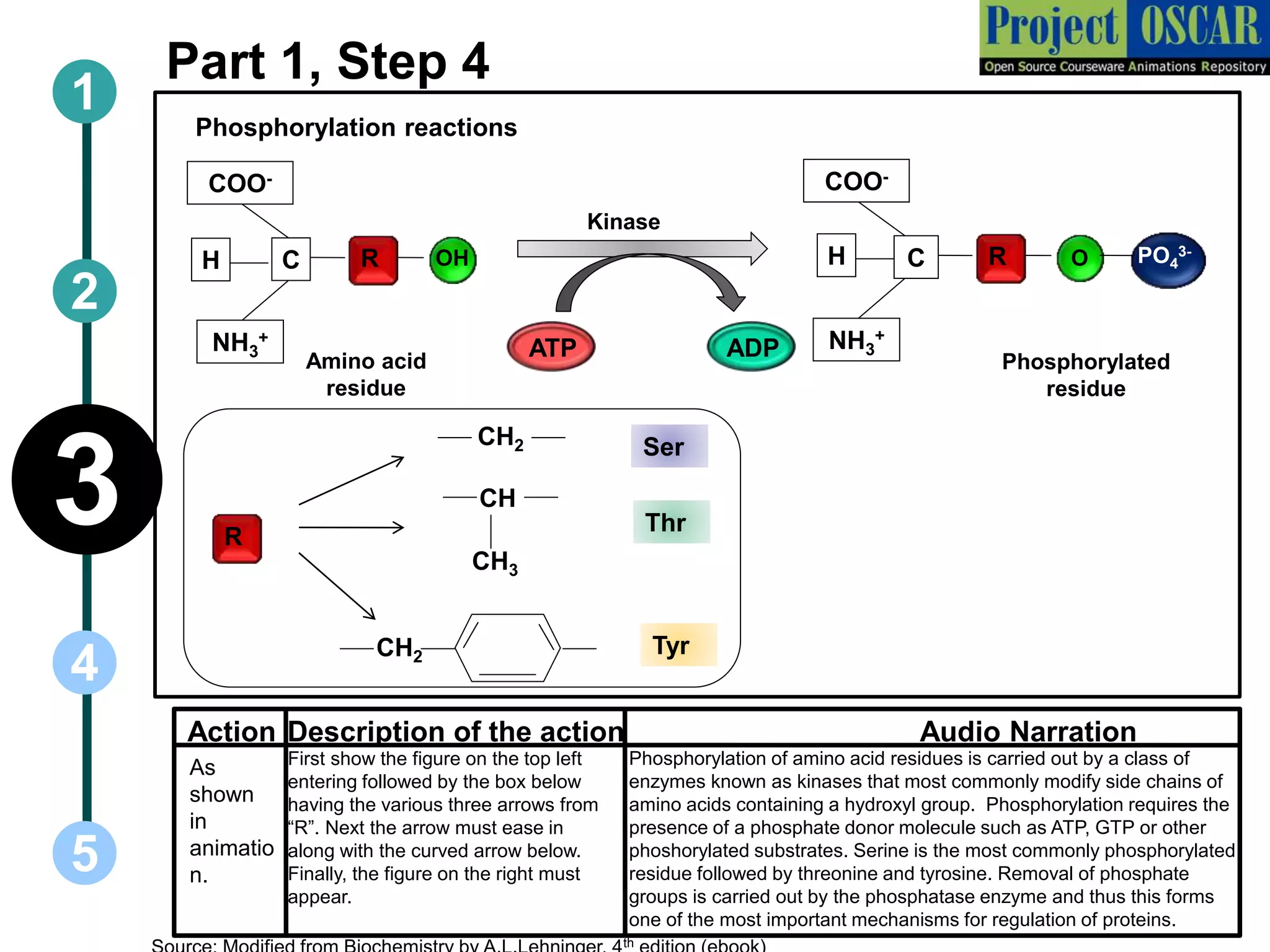 1
5
3
2
4
Part 1, Step 4
Phosphorylation reactions
Ser
R
CH2
CH
CH3
CH2
Thr
Tyr
ATP ADP
Kinase
As
shown
in
animatio
n.
First show the figure on the top left
entering followed by the box below
having the various three arrows from
“R”. Next the arrow must ease in
along with the curved arrow below.
Finally, the figure on the right must
appear.
Phosphorylation of amino acid residues is carried out by a class of
enzymes known as kinases that most commonly modify side chains of
amino acids containing a hydroxyl group. Phosphorylation requires the
presence of a phosphate donor molecule such as ATP, GTP or other
phoshorylated substrates. Serine is the most commonly phosphorylated
residue followed by threonine and tyrosine. Removal of phosphate
groups is carried out by the phosphatase enzyme and thus this forms
one of the most important mechanisms for regulation of proteins.
Action Description of the action Audio Narration
Amino acid
residue
Phosphorylated
residue
OHC
NH3
+
COO-
RH OC
NH3
+
COO-
R PO4
3-
H
th
 