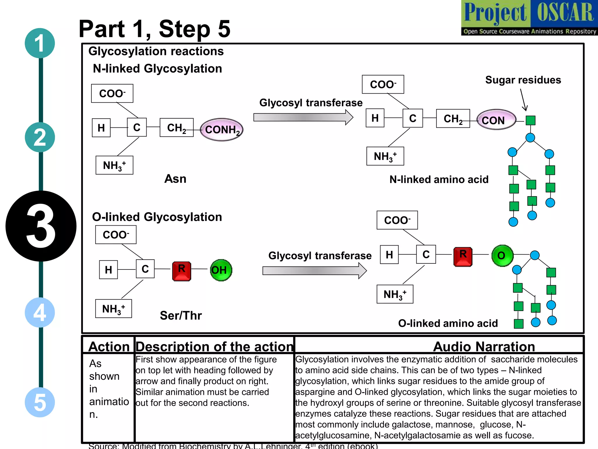 1
5
3
2
4
Part 1, Step 5
Glycosylation reactions
Ser/Thr
Asn
Glycosyl transferase
N-linked Glycosylation
O-linked Glycosylation
Glycosyl transferase
Sugar residues
N-linked amino acid
O-linked amino acid
As
shown
in
animatio
n.
First show appearance of the figure
on top let with heading followed by
arrow and finally product on right.
Similar animation must be carried
out for the second reactions.
Glycosylation involves the enzymatic addition of saccharide molecules
to amino acid side chains. This can be of two types – N-linked
glycosylation, which links sugar residues to the amide group of
aspargine and O-linked glycosylation, which links the sugar moieties to
the hydroxyl groups of serine or threonine. Suitable glycosyl transferase
enzymes catalyze these reactions. Sugar residues that are attached
most commonly include galactose, mannose, glucose, N-
acetylglucosamine, N-acetylgalactosamie as well as fucose.
Action Description of the action Audio Narration
CONH2
C
NH3
+
COO-
CH2H
CONC
NH3
+
COO-
CH2H
OHC
NH3
+
COO-
RH
OC
NH3
+
COO-
RH
th
 