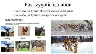 Post-zygotic isolation
• Inter-specific hybrid: Different species, same genus
• Intra-specific hybrid:: Sub-species, one specie
 