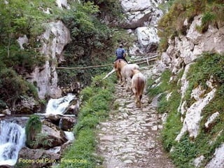 Foces del Pino.- Felechosa 