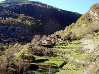 Biamón.- Ponga Biamón.- Ponga 