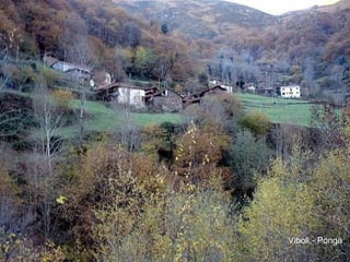 Viboli.-   Ponga 