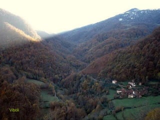 Espinaredo Viboli.- Ponga Viboli 