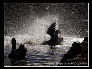 Gijón: Parque de Isabel La Católica
 