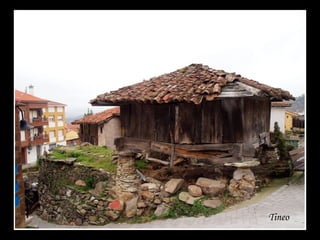 Tineo
 