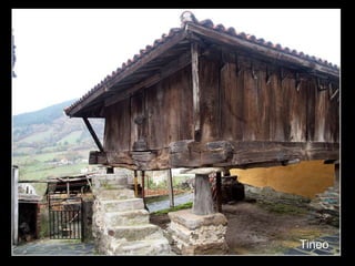 Tineo
 