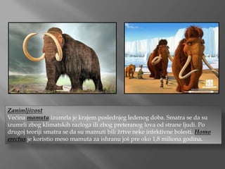 Zanimljivost
Većina mamuta izumrla je krajem poslednjeg ledenog doba. Smatra se da su
izumrli zbog klimatskih razloga ili zbog preteranog lova od strane ljudi. Po
drugoj teoriji smatra se da su mamuti bili žrtve neke infektivne bolesti. Homo
erectus je koristio meso mamuta za ishranu još pre oko 1,8 miliona godina.
 