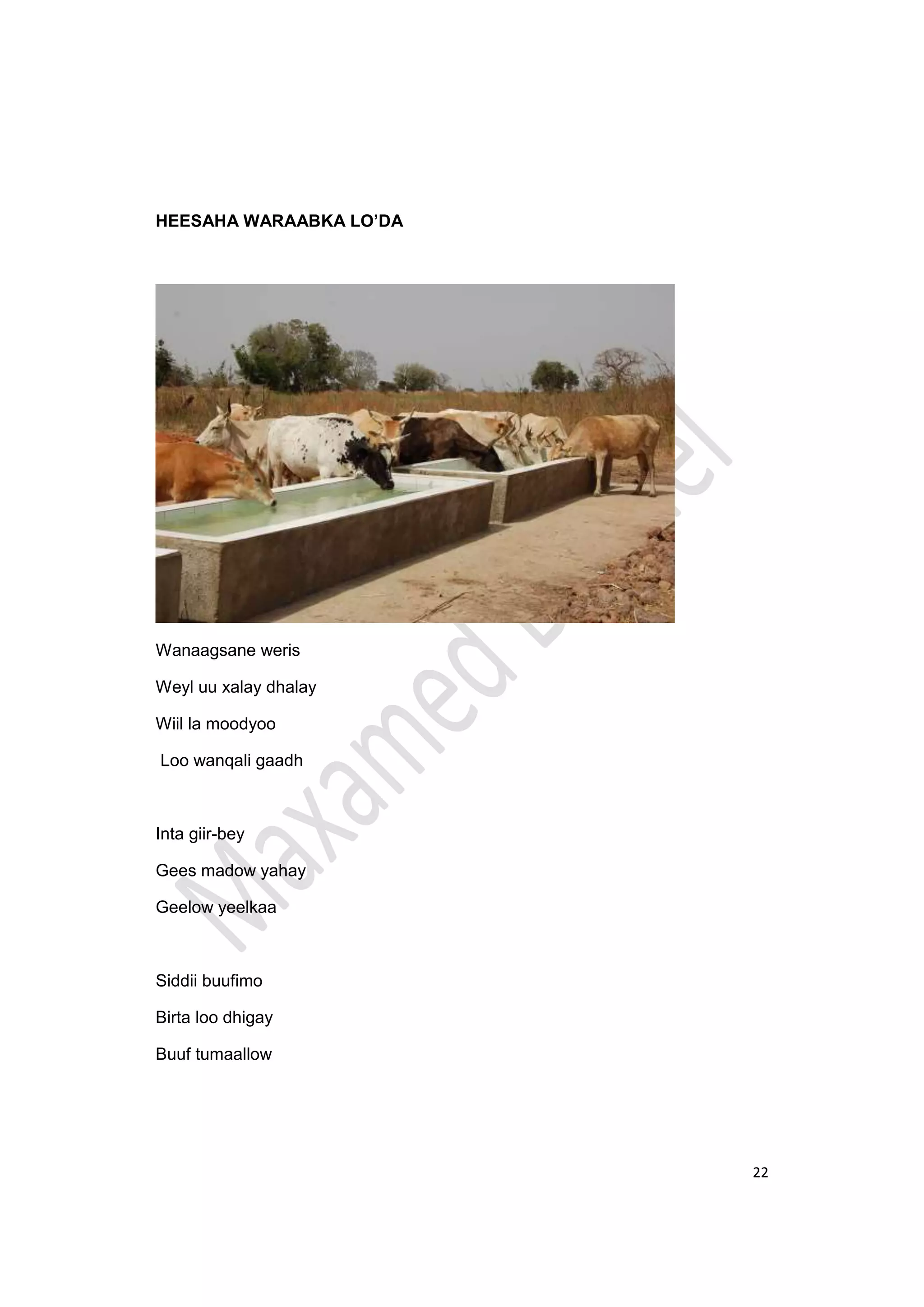 22
HEESAHA WARAABKA LO’DA
Wanaagsane weris
Weyl uu xalay dhalay
Wiil la moodyoo
Loo wanqali gaadh
Inta giir-bey
Gees madow yahay
Geelow yeelkaa
Siddii buufimo
Birta loo dhigay
Buuf tumaallow
 
