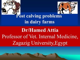 Post calving problems
in dairy farms
Dr/Hamed Attia
Professor of Vet. Internal Medicine,
Zagazig University,Egypt
 