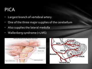 Posterior circulation - Applied Anatomy | PPTX