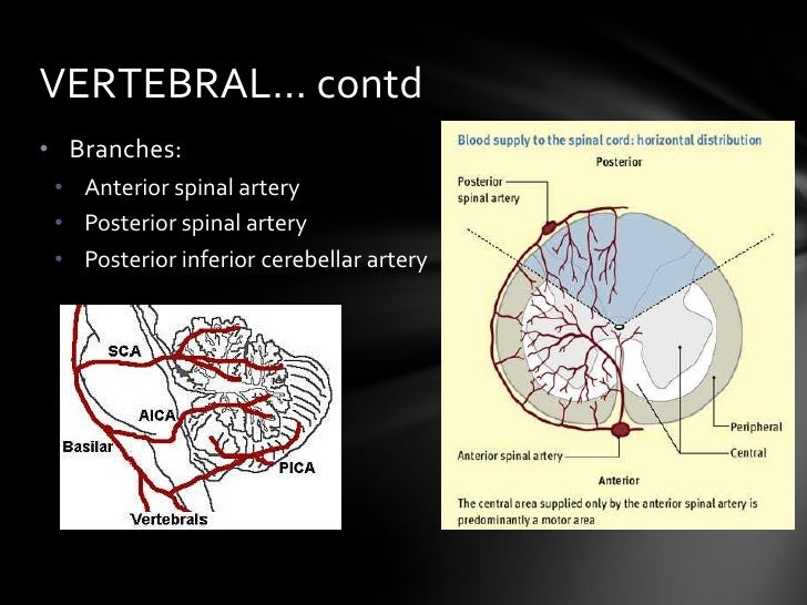 pica artery supplies pica artery supplies