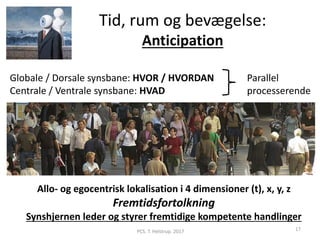 Tid, rum og bevægelse:
Anticipation
Allo- og egocentrisk lokalisation i 4 dimensioner (t), x, y, z
Fremtidsfortolkning
Synshjernen leder og styrer fremtidige kompetente handlinger
PCS. T. Helstrup. 2017 17
Globale / Dorsale synsbane: HVOR / HVORDAN
Centrale / Ventrale synsbane: HVAD
Parallel
processerende
 