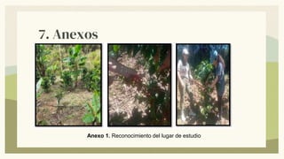 7. Anexos
Anexo 1. Reconocimiento del lugar de estudio
 