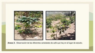 Anexo 2 . Observación de las diferentes variedades de café que hay en el lugar de estudio.
 