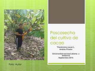 Poscosecha
del cultivo de
cacao
Theobroma cacao L.
Andrés Pinzón
Universidad nacional abierta a
distancia
Septiembre 2015
Foto: Autor
 
