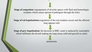 .
Stage of congestion( engorgement of alveolar spaces with fluid and hemorrhagic
exudates which causes spread of pathogens through the lobe)
Stage of red hepatization(coagulation of the red exudates occurs and the affected
lung appears red)
Stage of grey hepatization( the decrease in RBC count is replaced by neutrophils
which infiltrates the alveoli making the lung tissue solid and greyish in color)
pneumonia
 