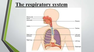 The respiratory system
 