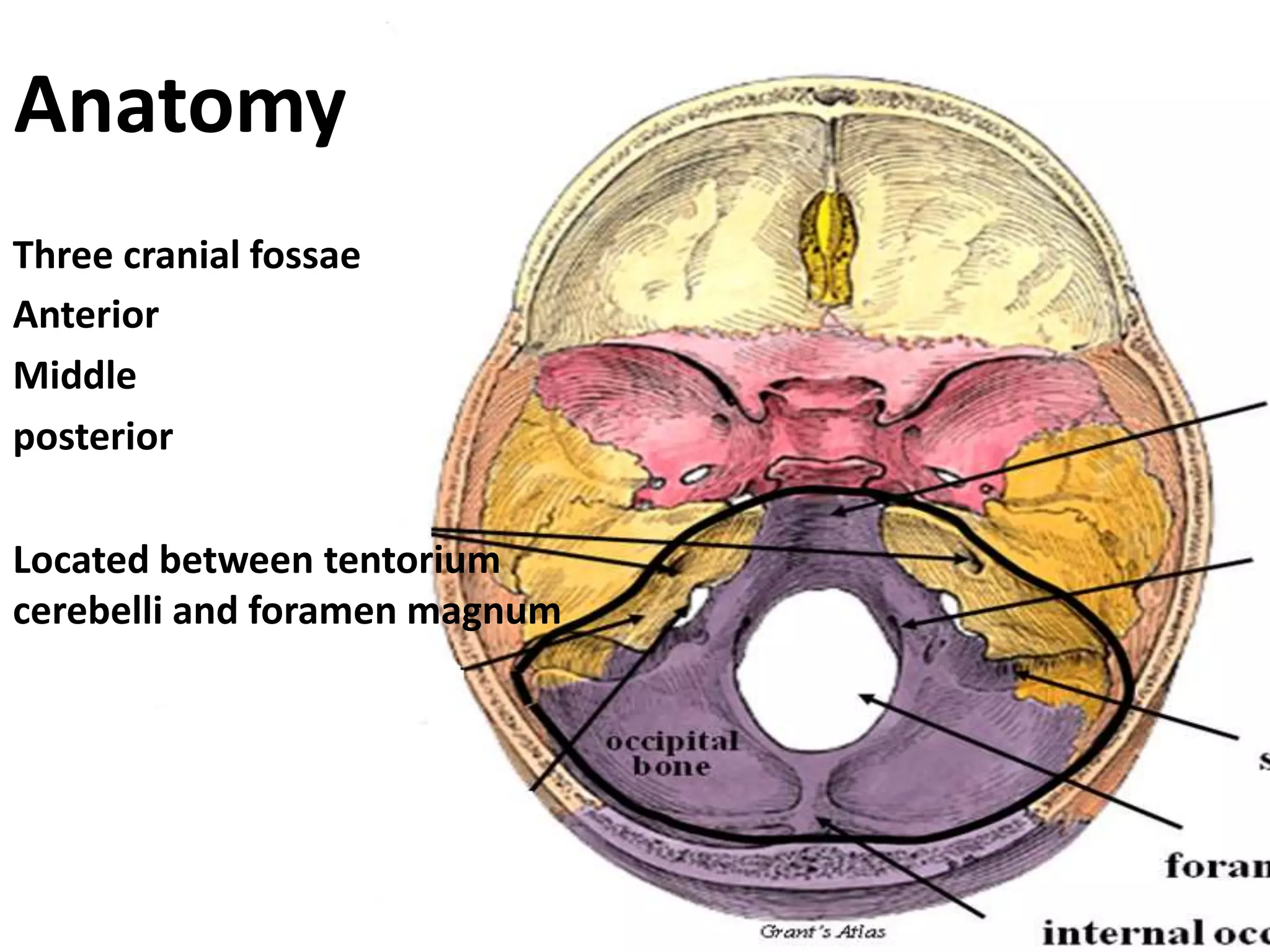 Anatomy
Three cranial fossae
Anterior
Middle
posterior
Located between tentorium
cerebelli and foramen magnum
 