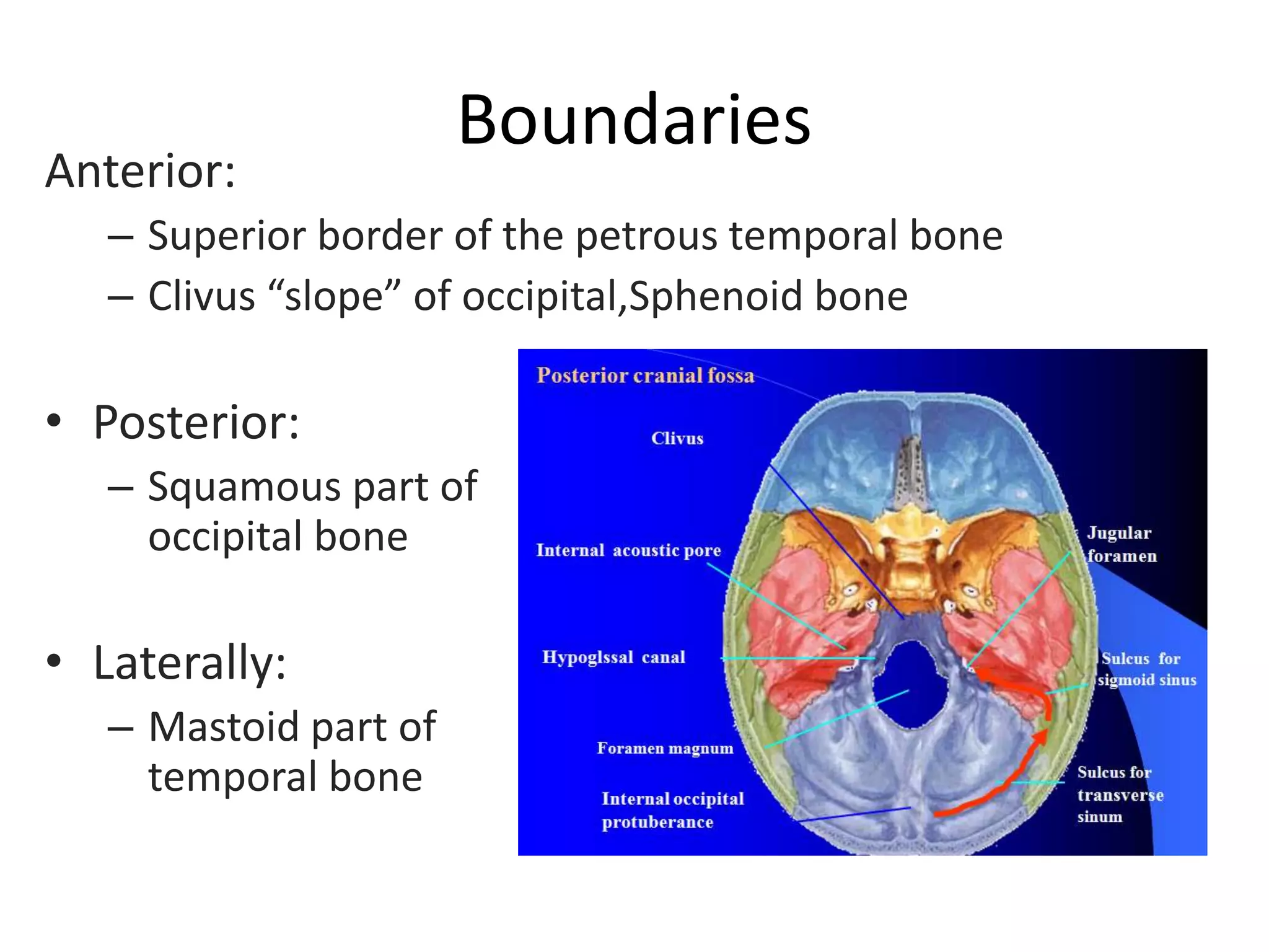 Boundaries
Anterior:
– Superior border of the petrous temporal bone
– Clivus “slope” of occipital,Sphenoid bone
• Posterior:
– Squamous part of
occipital bone
• Laterally:
– Mastoid part of
temporal bone
 