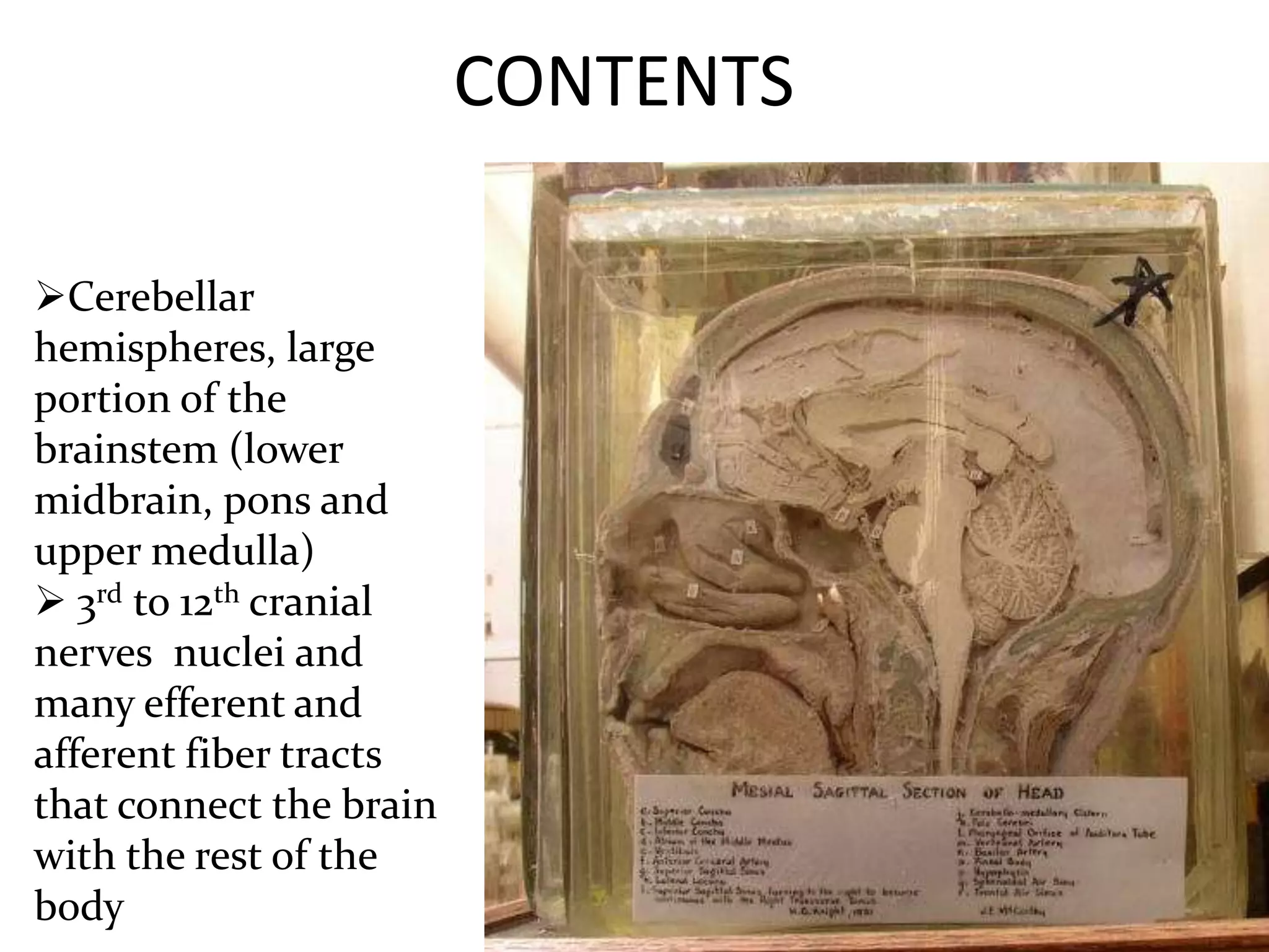 CONTENTS
Cerebellar
hemispheres, large
portion of the
brainstem (lower
midbrain, pons and
upper medulla)
 3rd to 12th cranial
nerves nuclei and
many efferent and
afferent fiber tracts
that connect the brain
with the rest of the
body
 