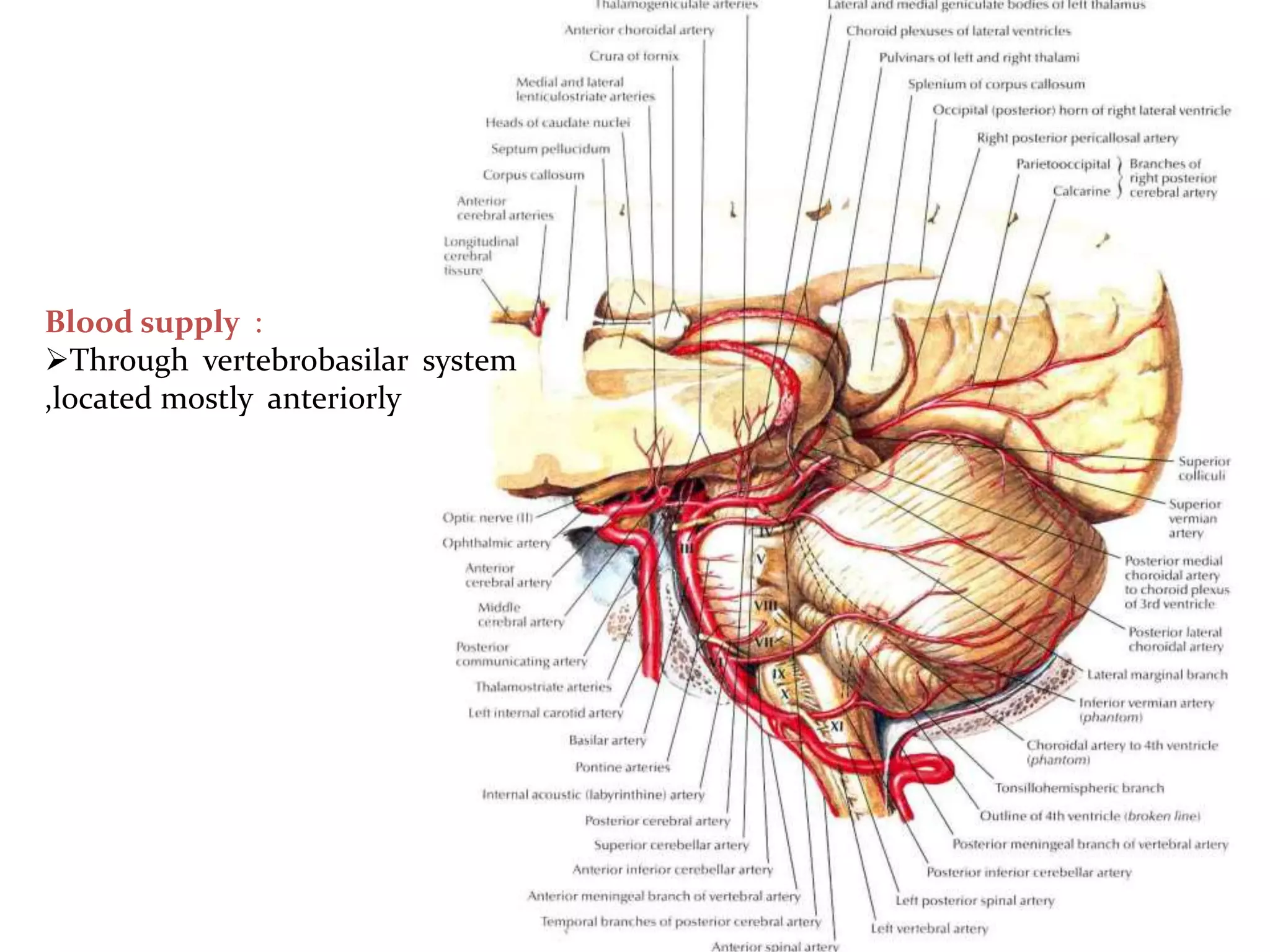 Blood supply :
Through vertebrobasilar system
,located mostly anteriorly
 