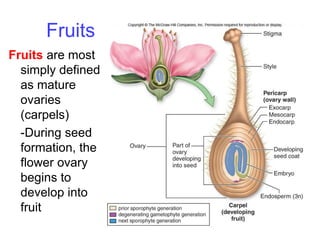 Post embryonic development | PDF
