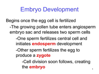 1
Embryo Development
Begins once the egg cell is fertilized
-The growing pollen tube enters angiosperm
embryo sac and releases two sperm cells
-One sperm fertilizes central cell and
initiates endosperm development
-Other sperm fertilizes the egg to
produce a zygote
-Cell division soon follows, creating
the embryo
 