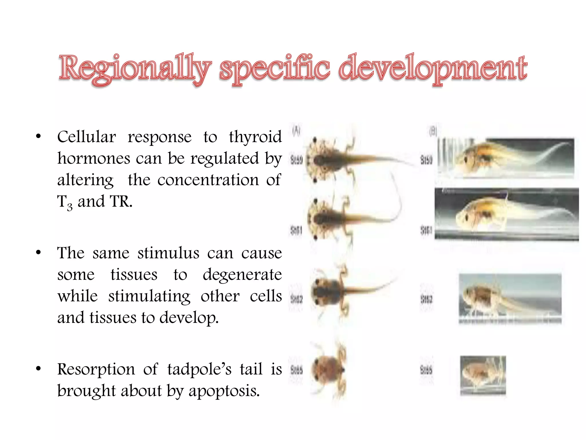 Post embryonic development | PDF