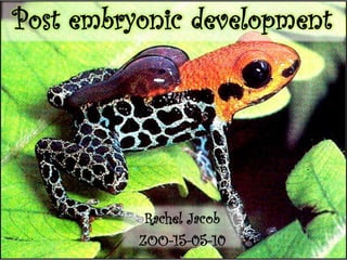 Post embryonic development
Rachel Jacob
ZOO-15-05-10
 