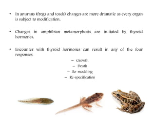 • In anurans (frogs and toads) changes are more dramatic as every organ
is subject to modification.
• Changes in amphibian metamorphosis are initiated by thyroid
hormones.
• Encounter with thyroid hormones can result in any of the four
responses:
– Growth
– Death
– Re-modeling
– Re-specification
 