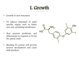 • Growth of new structures.
• T3 induces formation of adult
specific organs such as limbs,
eyes and nictitating membranes.
• New neurons proliferate and
differentiate in response to T3 (in
the spinal cord).
• Blocking T3 activity will prevent
neuron development and cause
limb paralysis.
 