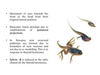 • Movement of eyes towards the
front of the head from their
original lateral position.
• Binocular vision develops due to
establishment of ipsilateral
projections.
• In Xenopus new neuronal
pathways are formed due to
formation of new neurons and
not due to re-modelling. This is in
response to thyroid hormones.
• Ephrin –β is induced in the optic
chiasm by the thyroid hormones.
 