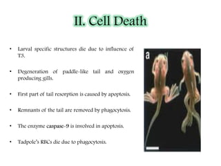 II. Cell Death
• Larval specific structures die due to influence of
T3.
• Degeneration of paddle-like tail and oxygen
producing gills.
• First part of tail resorption is caused by apoptosis.
• Remnants of the tail are removed by phagocytosis.
• The enzyme caspase-9 is involved in apoptosis.
• Tadpole’s RBCs die due to phagocytosis.
 