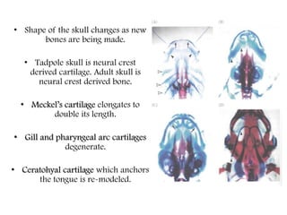 • Shape of the skull changes as new
bones are being made.
• Tadpole skull is neural crest
derived cartilage. Adult skull is
neural crest derived bone.
• Meckel’s cartilage elongates to
double its length.
• Gill and pharyngeal arc cartilages
degenerate.
• Ceratohyal cartilage which anchors
the tongue is re-modeled.
 