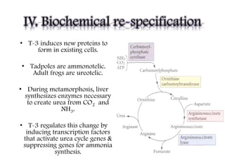 IV. Biochemical re-specification
• T-3 induces new proteins to
form in existing cells.
• Tadpoles are ammonotelic.
Adult frogs are ureotelic.
• During metamorphosis, liver
synthesizes enzymes necessary
to create urea from CO2 and
NH3.
• T-3 regulates this change by
inducing transcription factors
that activate urea cycle genes &
suppressing genes for ammonia
synthesis.
 