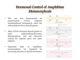 • This was first demonstrated by
Gundernatsch (1912). Tadpoles
metamorphosed prematurely when fed
with powdered horse thyroid glands.
• Allen (1916) destroyed thyroid glands of
early tadpoles(thyroidectomy).
Metamorphosis was not observed,
instead the tadpoles grew into giant
tadpoles.
• Sequential steps of amphibian
metamorphosis are regulated by
increasing amounts of thyroid hormones.
 