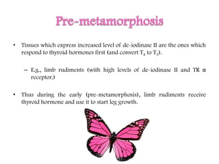 • Tissues which express increased level of de-iodinase II are the ones which
respond to thyroid hormones first (and convert T4 to T3).
– E.g., limb rudiments (with high levels of de-iodinase II and TR α
receptor.)
• Thus during the early (pre-metamorphosis), limb rudiments receive
thyroid hormone and use it to start leg growth.
 