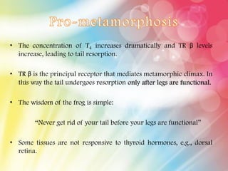 • The concentration of T4 increases dramatically and TR β levels
increase, leading to tail resorption.
• TR β is the principal receptor that mediates metamorphic climax. In
this way the tail undergoes resorption only after legs are functional.
• The wisdom of the frog is simple:
“Never get rid of your tail before your legs are functional”
• Some tissues are not responsive to thyroid hormones, e.g., dorsal
retina.
 