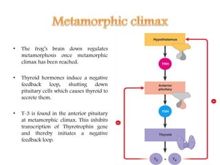• The frog’s brain down regulates
metamorphosis once metamorphic
climax has been reached.
• Thyroid hormones induce a negative
feedback loop, shutting down
pituitary cells which causes thyroid to
secrete them.
• T-3 is found in the anterior pituitary
at metamorphic climax. This inhibits
transcription of Thyrotrophin gene
and thereby initiates a negative
feedback loop.
 