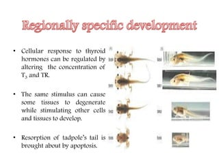 • Cellular response to thyroid
hormones can be regulated by
altering the concentration of
T3 and TR.
• The same stimulus can cause
some tissues to degenerate
while stimulating other cells
and tissues to develop.
• Resorption of tadpole’s tail is
brought about by apoptosis.
 