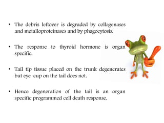 • The debris leftover is degraded by collagenases
and metalloproteinases and by phagocytosis.
• The response to thyroid hormone is organ
specific.
• Tail tip tissue placed on the trunk degenerates
but eye cup on the tail does not.
• Hence degeneration of the tail is an organ
specific programmed cell death response.
 