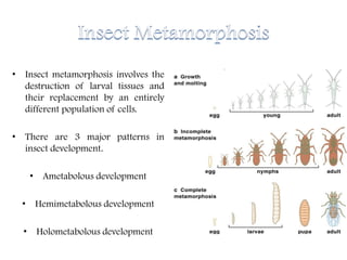• Insect metamorphosis involves the
destruction of larval tissues and
their replacement by an entirely
different population of cells.
• There are 3 major patterns in
insect development.
• Ametabolous development
• Hemimetabolous development
• Holometabolous development
 