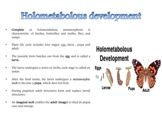 • Complete or holometabolous metamorphosis is
characteristic of beetles, butterflies and moths, flies, and
wasps.
• Their life cycle includes four stages: egg, larva , pupa and
adult.
• The juvenile form hatches out from the egg and is called a
larva.
• The larva undergoes a series of molts, each stage is called an
instar.
• After the final instar, the larva undergoes a metamorphic
molt to become a pupa, which does not feed.
• During pupation adult structures form and replace larval
structures.
• An imaginal molt enables the adult (imago) to shed its pupal
case and emerge.
 