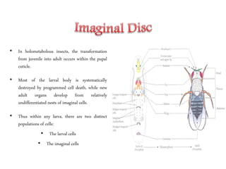 • In holometabolous insects, the transformation
from juvenile into adult occurs within the pupal
cuticle.
• Most of the larval body is systematically
destroyed by programmed cell death, while new
adult organs develop from relatively
undifferentiated nests of imaginal cells.
• Thus within any larva, there are two distinct
populations of cells:
• The larval cells
• The imaginal cells
 