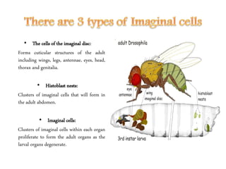 • The cells of the imaginal disc:
Forms cuticular structures of the adult
including wings, legs, antennae, eyes, head,
thorax and genitalia.
• Histoblast nests:
Clusters of imaginal cells that will form in
the adult abdomen.
• Imaginal cells:
Clusters of imaginal cells within each organ
proliferate to form the adult organs as the
larval organs degenerate.
 