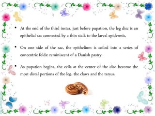 • At the end of the third instar, just before pupation, the leg disc is an
epithelial sac connected by a thin stalk to the larval epidermis.
• On one side of the sac, the epithelium is coiled into a series of
concentric folds: reminiscent of a Danish pastry.
• As pupation begins, the cells at the center of the disc become the
most distal portions of the leg- the claws and the tarsus.
 